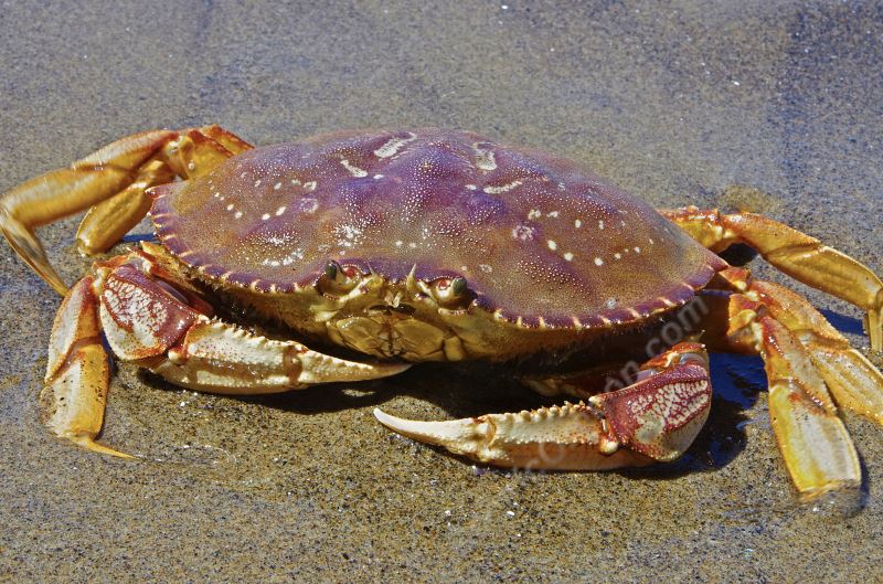 Five Reasons To Go Crabbing On Puget Sound